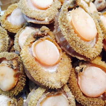 南非糖心鲍鱼 8头